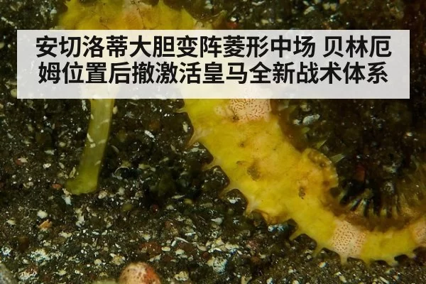 安切洛蒂大胆变阵菱形中场 贝林厄姆位置后撤激活皇马全新战术体系
